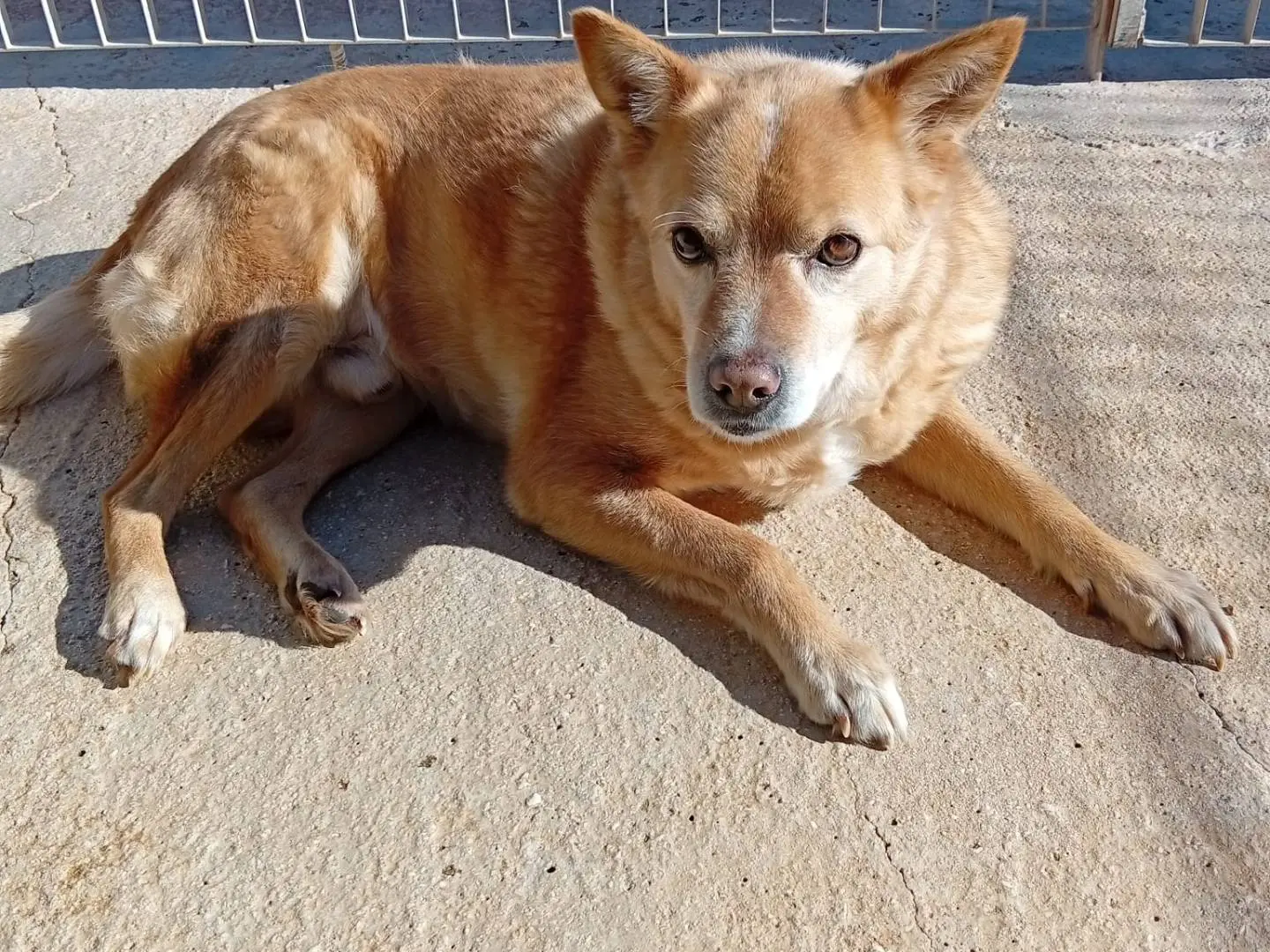 Adotta un cane, maschio, 7 anni e 9 mesi, Taranto