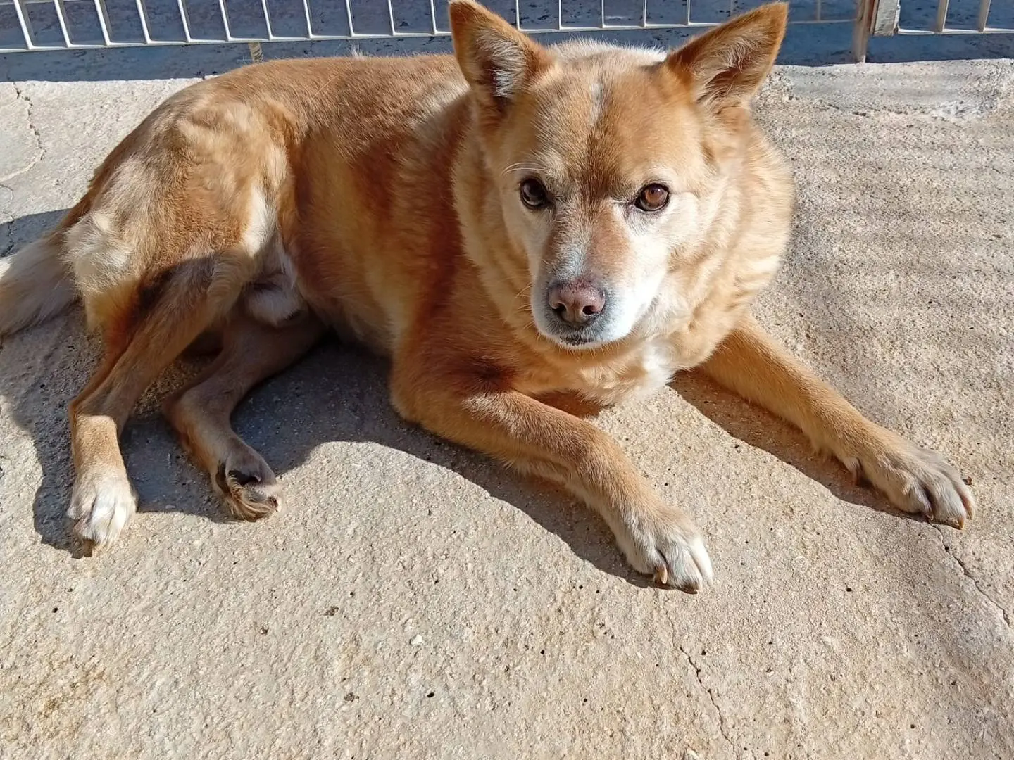Adotta un cane, taglia media, maschio, Taranto