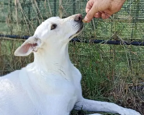 Adotta un cane, maschio, 10 anni, Latina