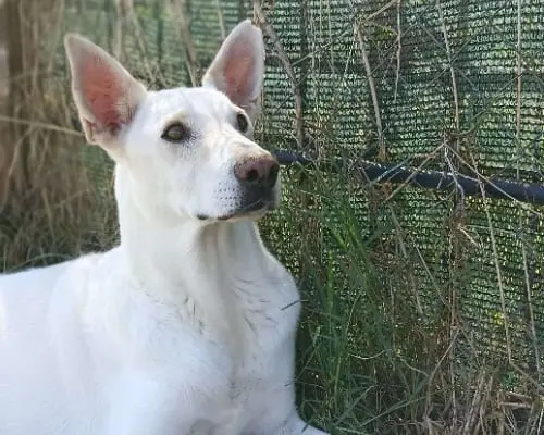 Adozione cane, maschio, meticcio, 10 anni, taglia media, Latina
