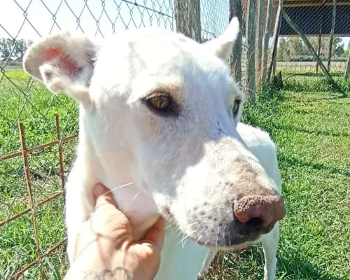 Vuoi adottare un cane a Latina?