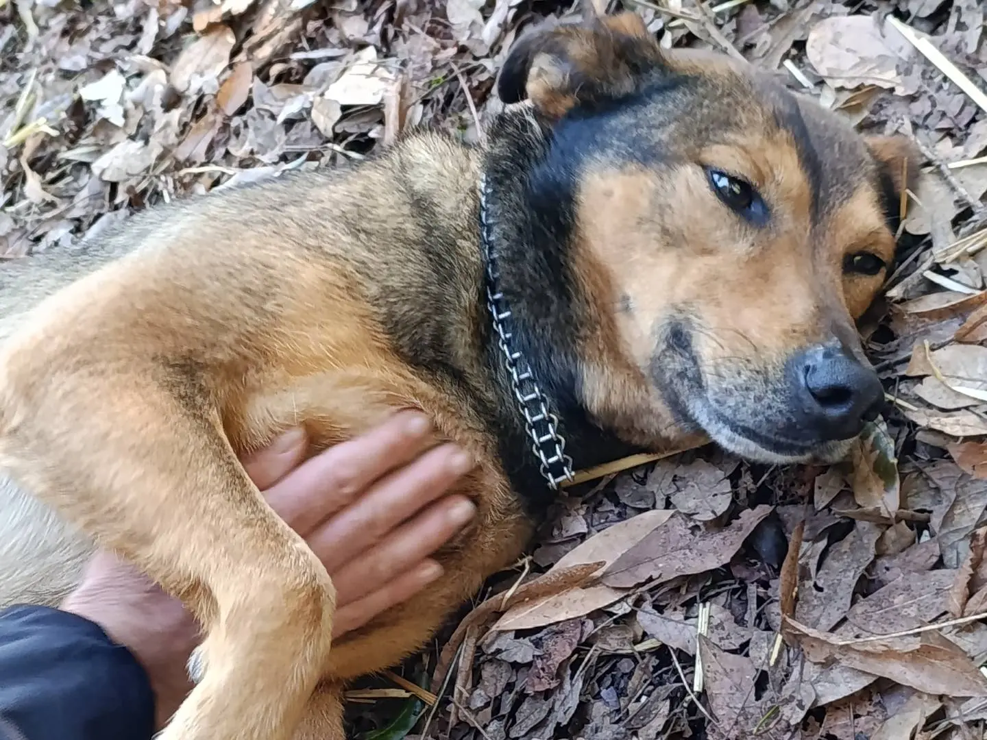 Adotta il cane Carla a Bari