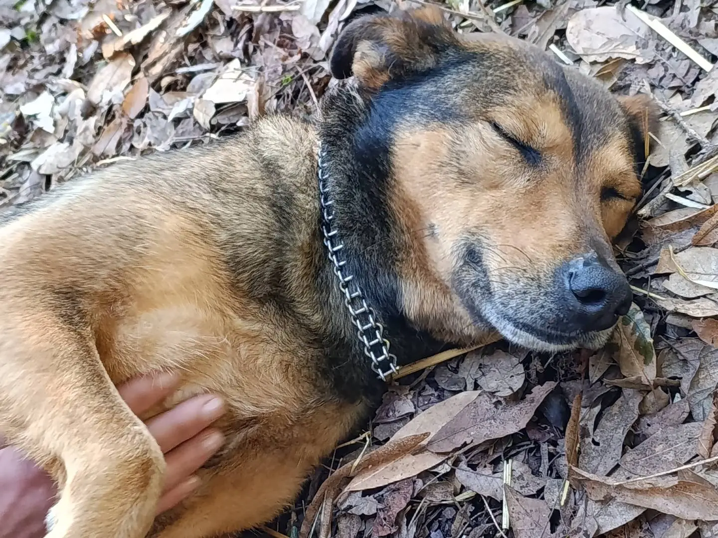 Adotta un cane, femmina, 5 anni e 3 mesi, Bari