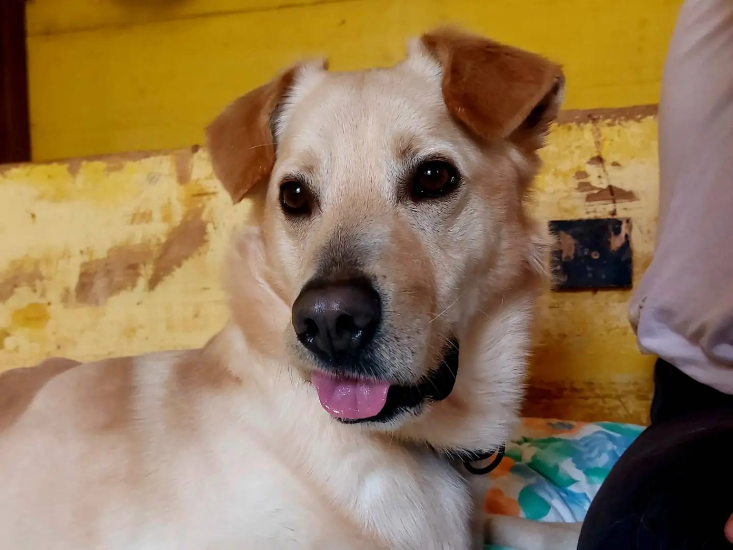 Adotta il cane Candido a Campobasso