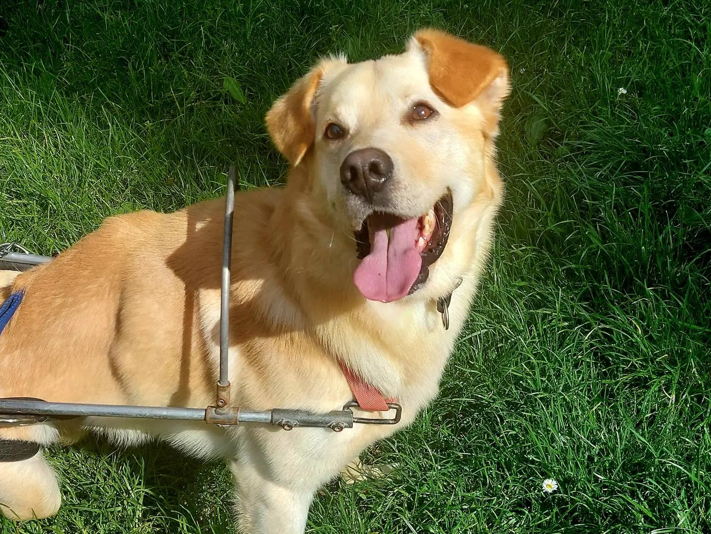 Vuoi adottare un cane a Campobasso?