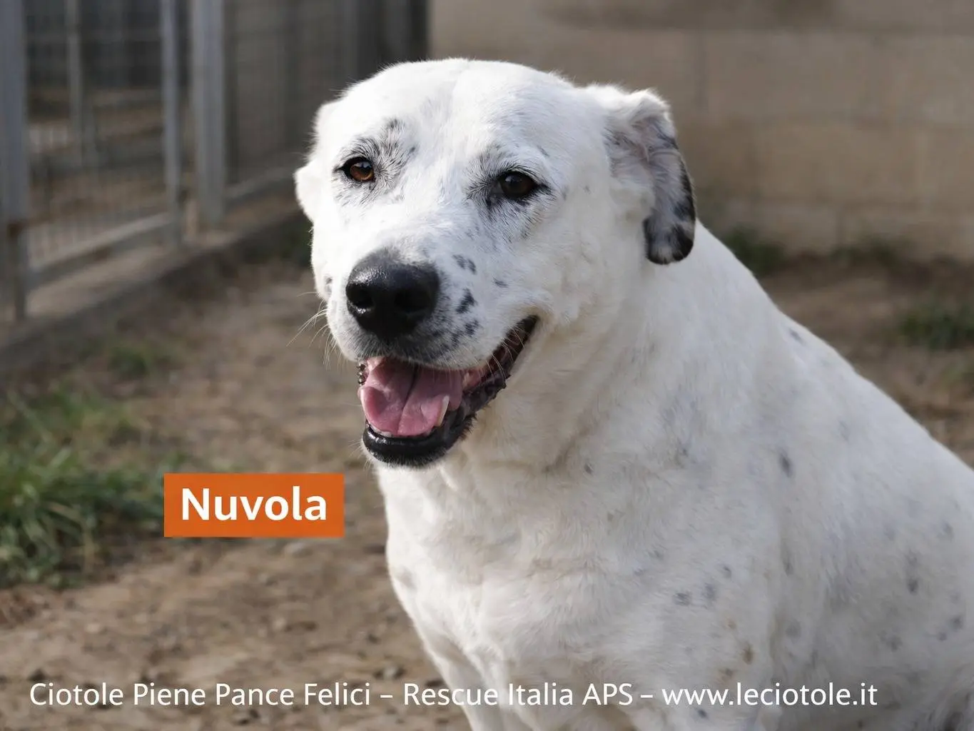 Adotta un cane, taglia grande, femmina, Avellino