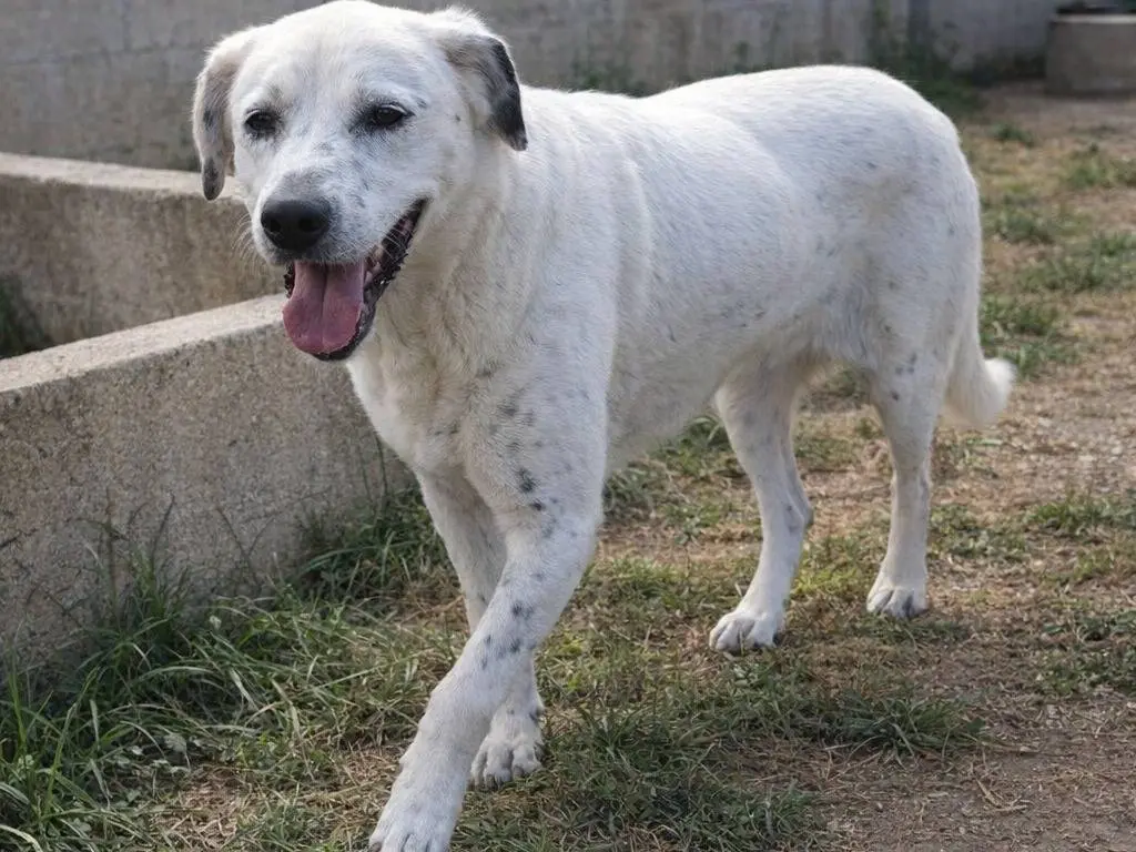 Adotta un cane, femmina, 6 anni e 4 mesi, Avellino
