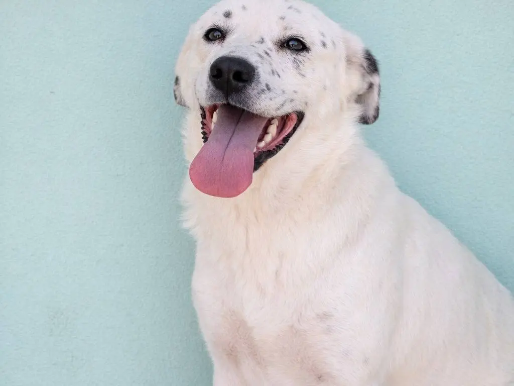 Adozione cane, femmina, Razza sconosciuta Razza sconosciuta, 6 anni e 4 mesi, taglia grande, Avellino