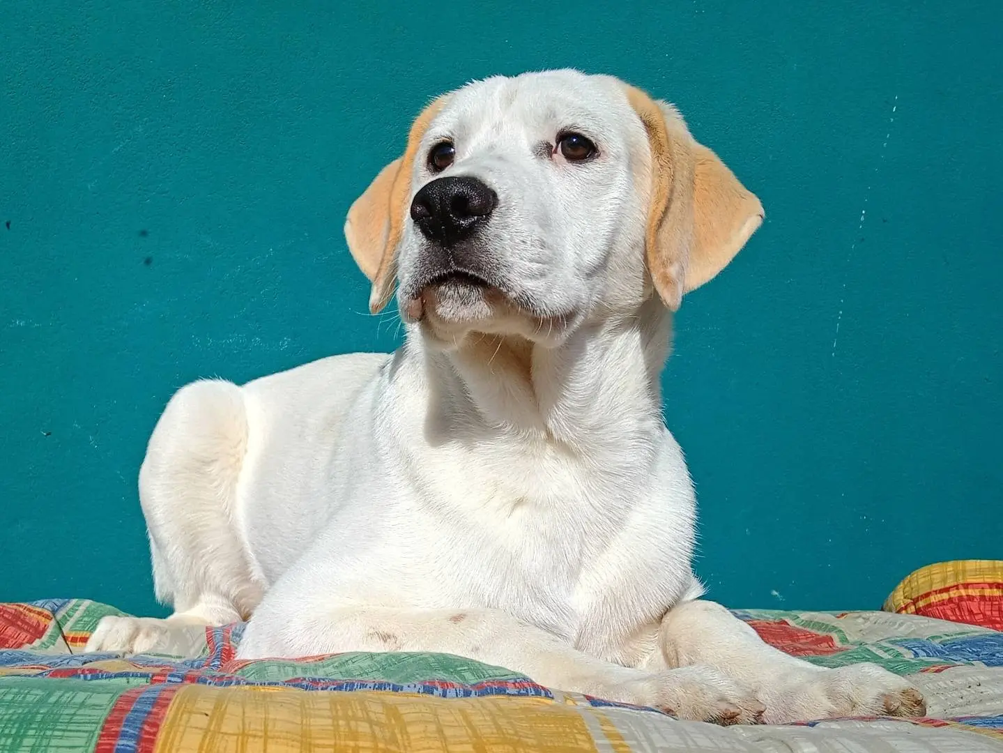 Adozione cane, maschio, Razza sconosciuta Razza sconosciuta, 5 mesi, taglia grande, Torino
