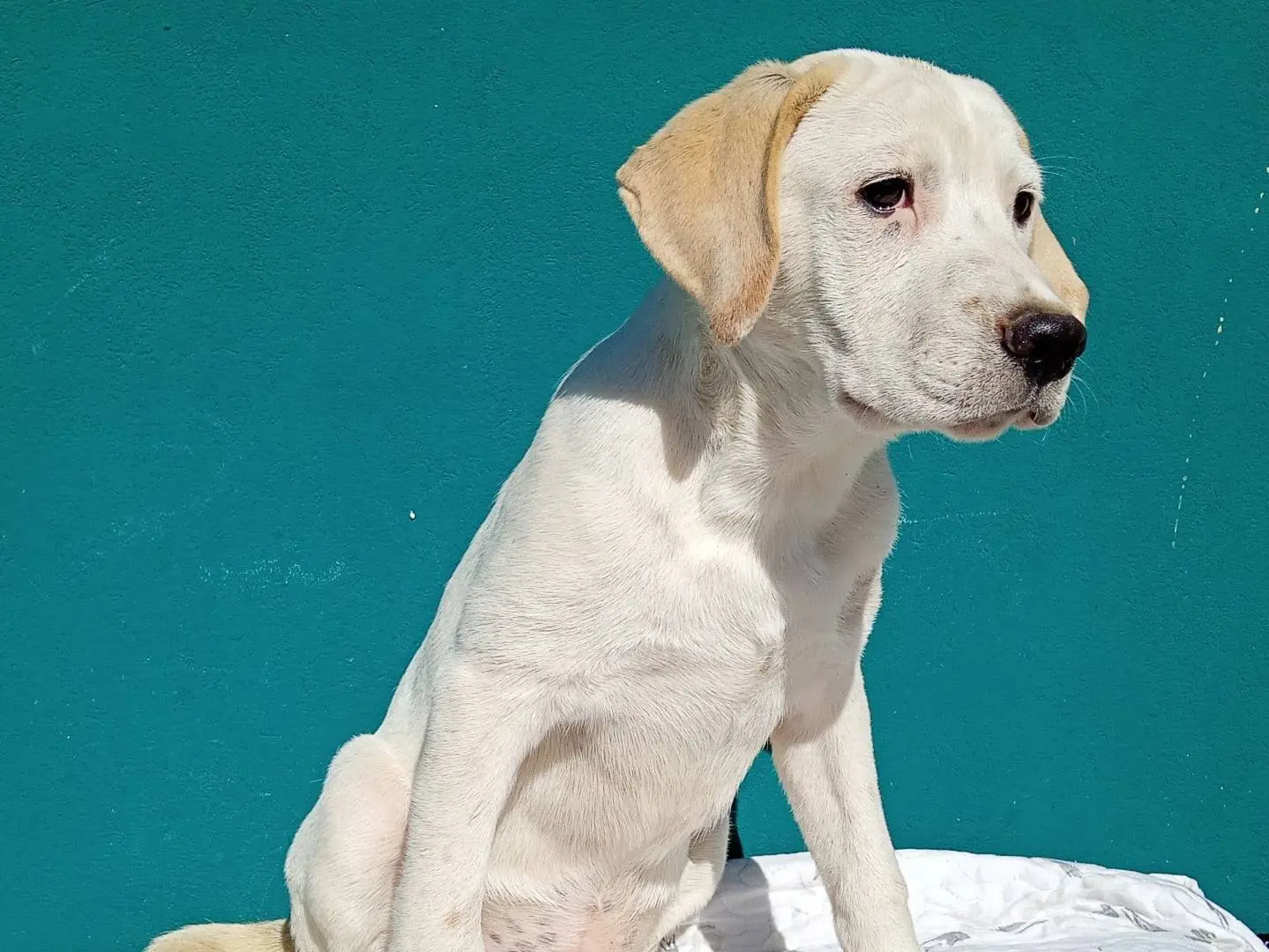 Adotta un cane, taglia grande, maschio, Catania
