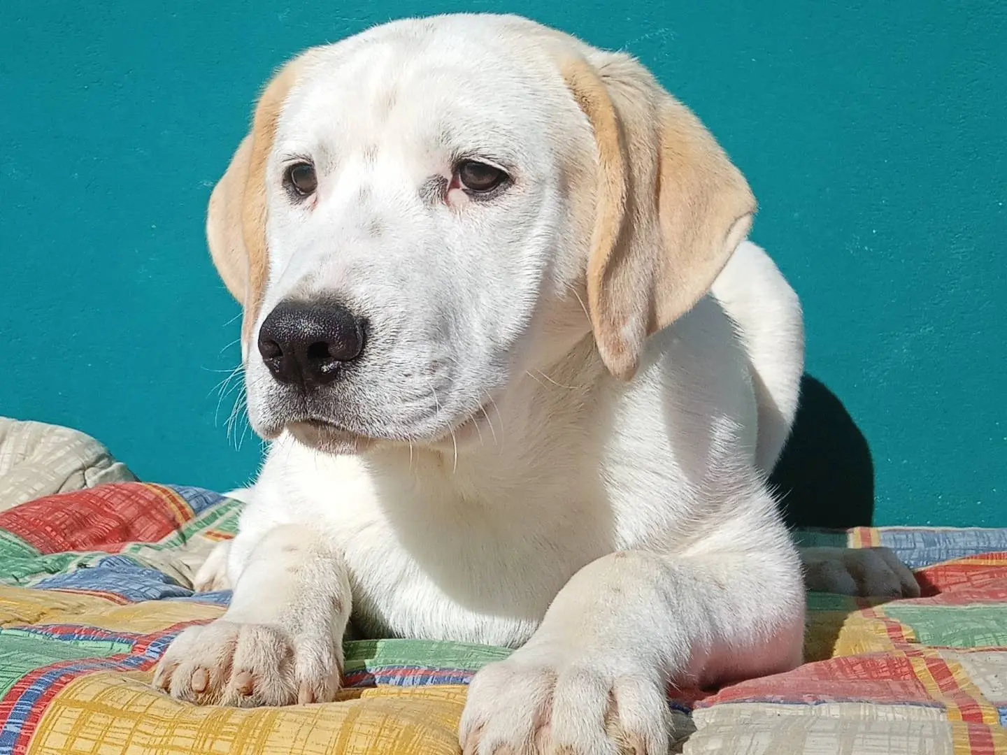 Adotta il cane ICE  a Torino