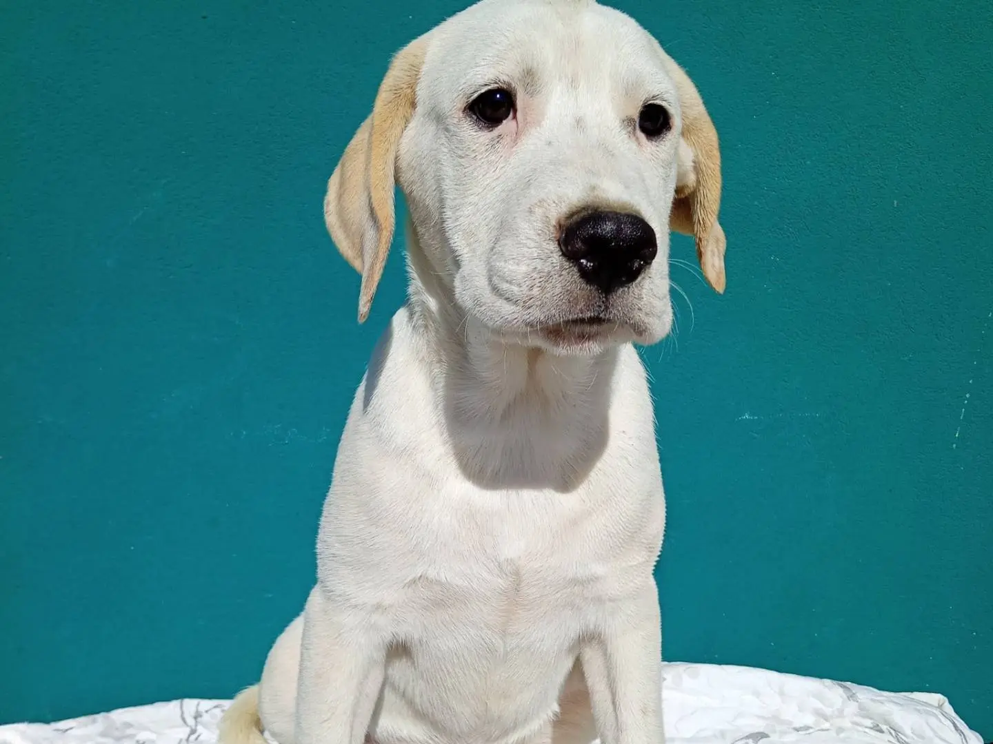 Adotta un cane, maschio, 5 mesi, Catania