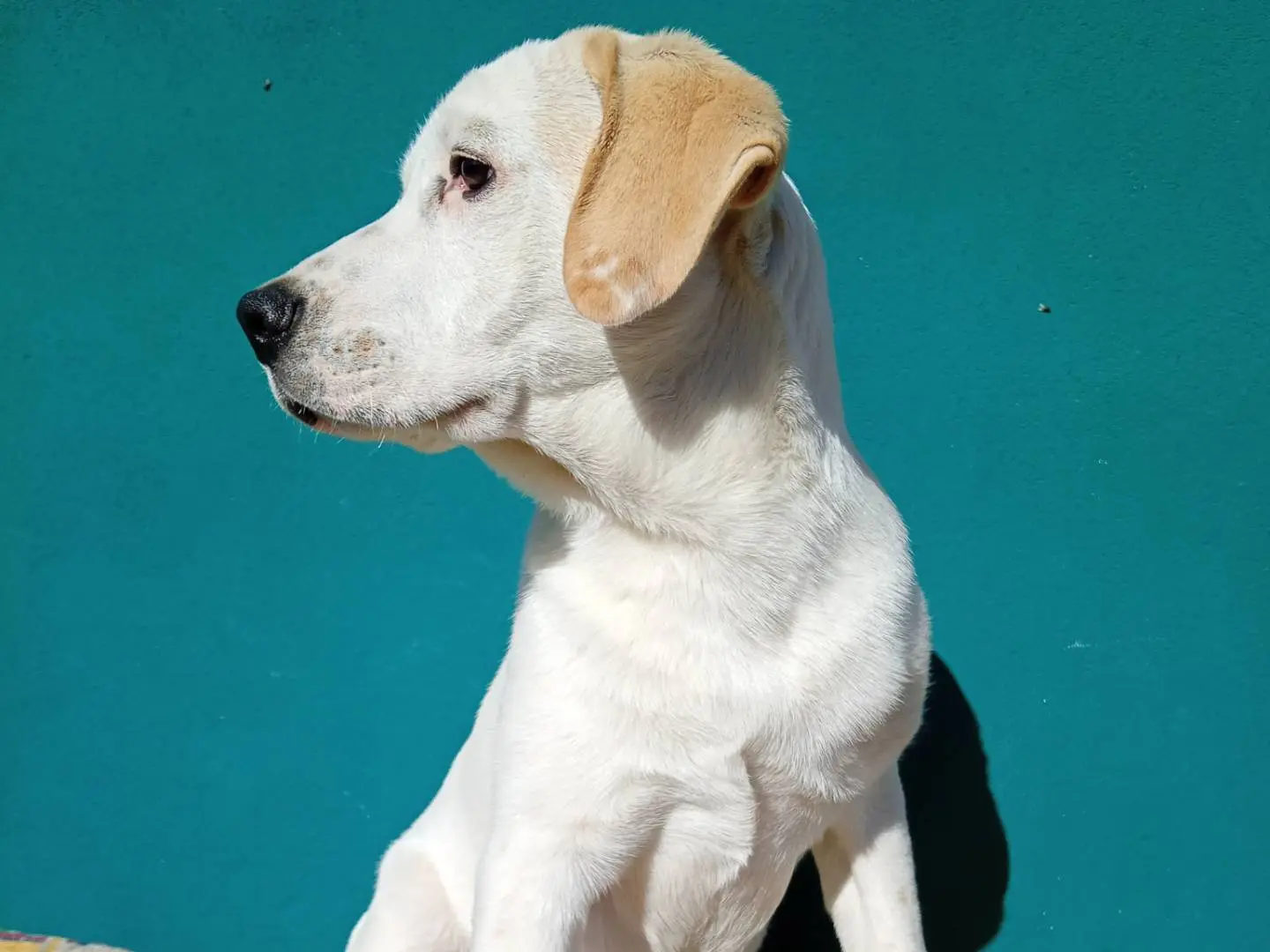 Adotta un cane, taglia grande, maschio, Torino