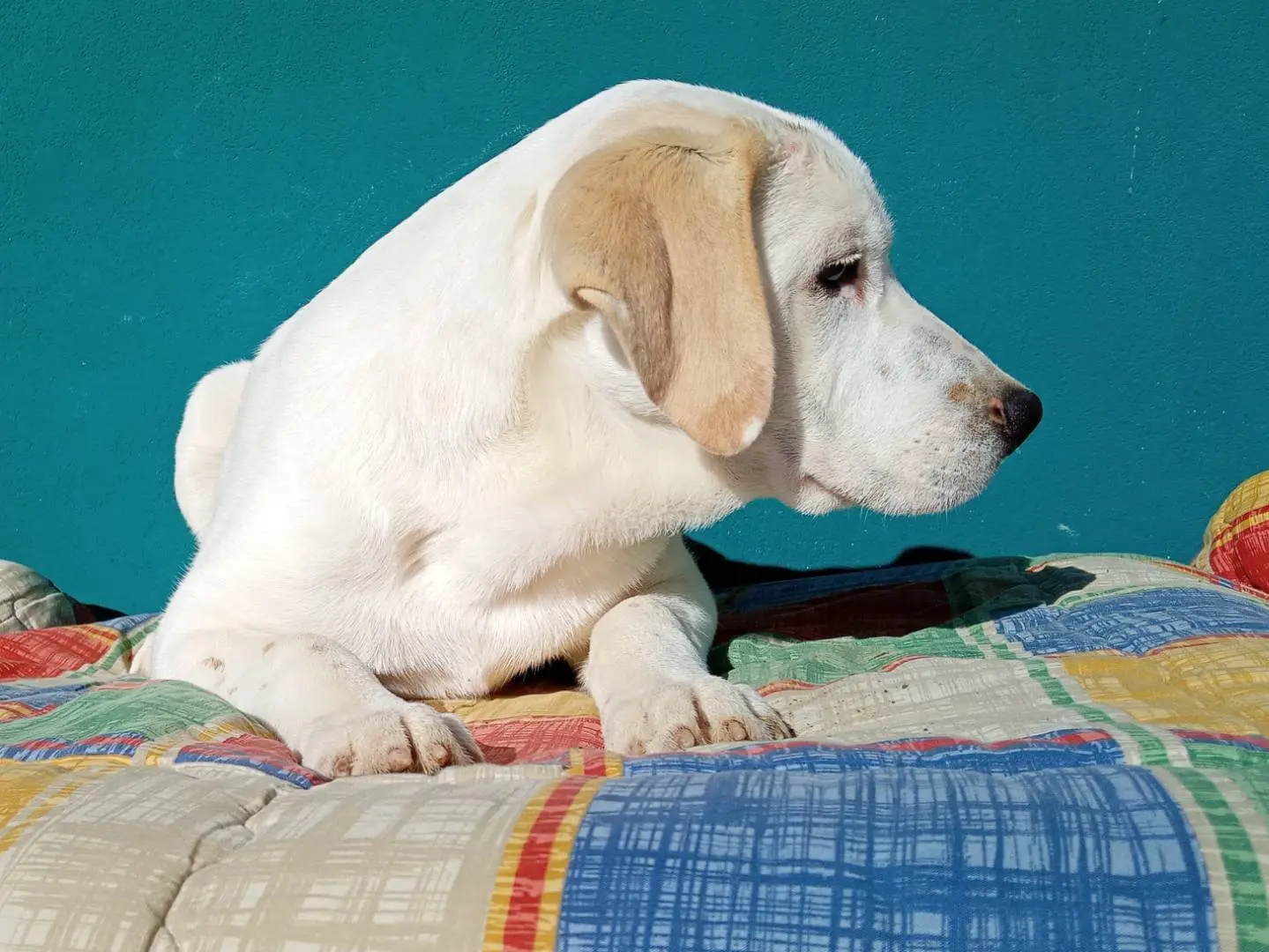 Vuoi adottare un cane a Torino?