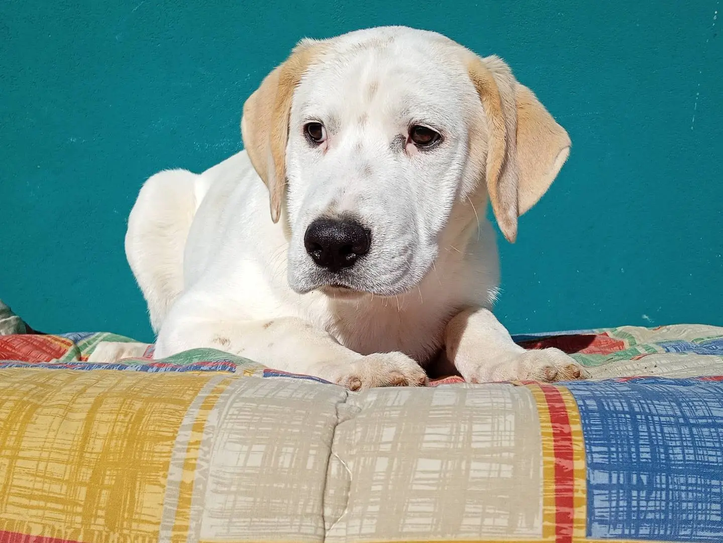 Adotta un cane, maschio, 5 mesi, Torino