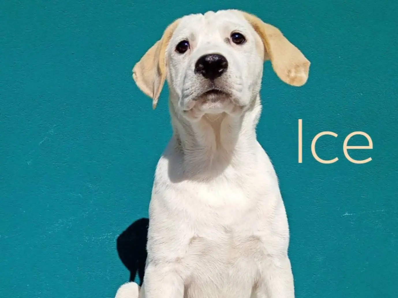 Adozione cane, maschio, Razza sconosciuta Razza sconosciuta, 5 mesi, taglia grande, Catania