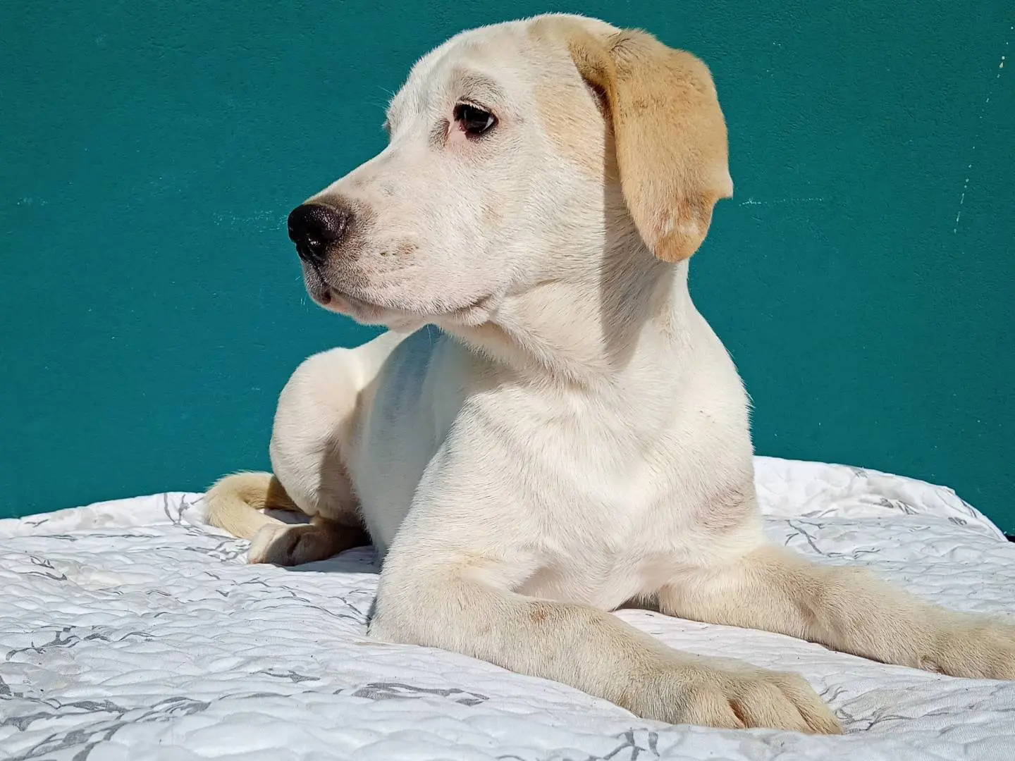 Vuoi adottare un cane a Catania?