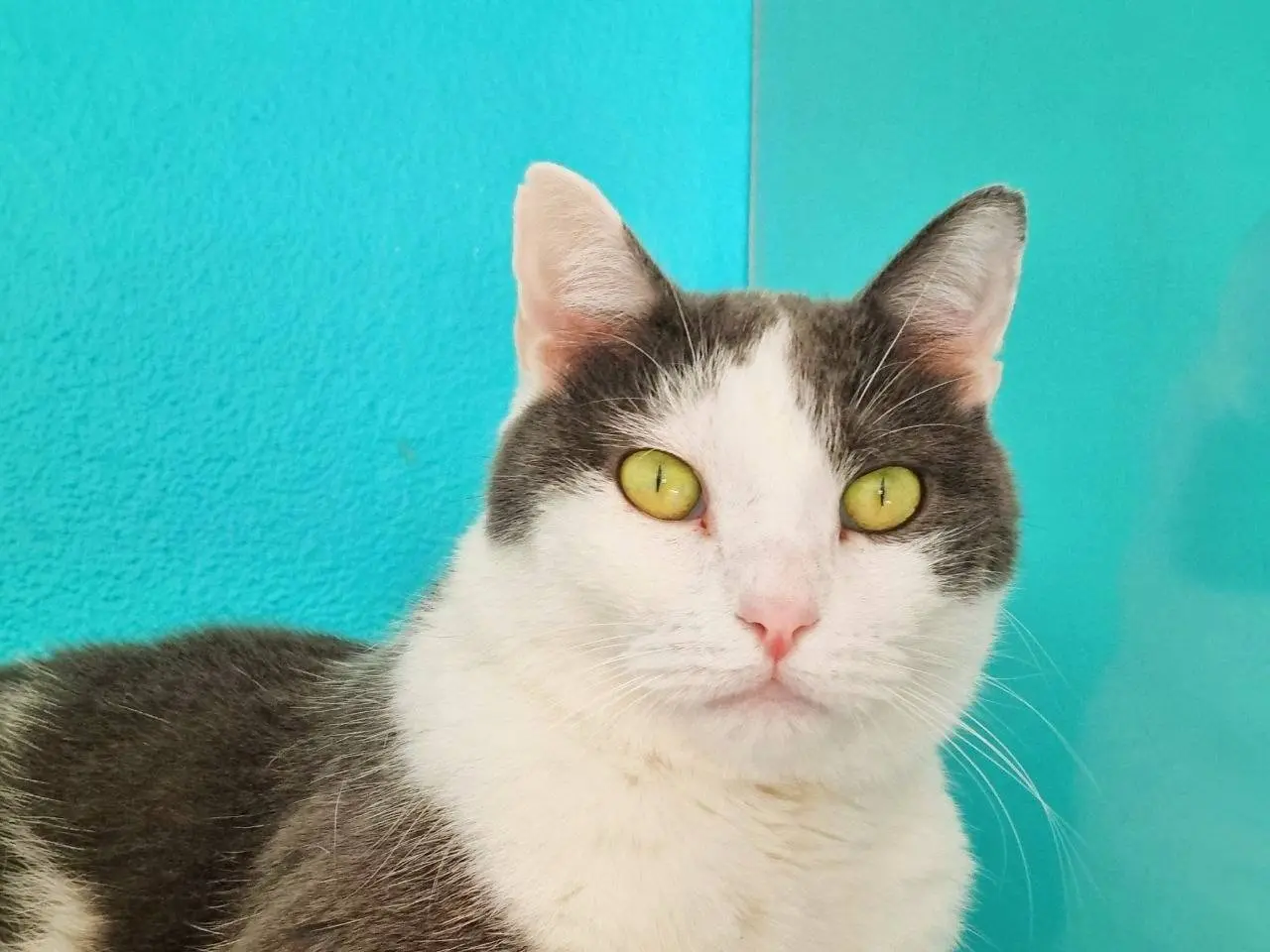 Adozione gatto, maschio, Razza sconosciuta Razza sconosciuta, 4 anni e 2 mesi, taglia non valida, Cremona