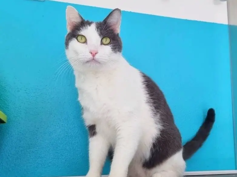 Adotta un gatto, maschio, 4 anni e 2 mesi, Cremona