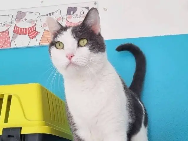 Adotta un gatto, taglia non valida, maschio, Cremona