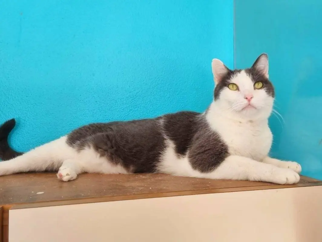 Vuoi adottare un gatto a Cremona?