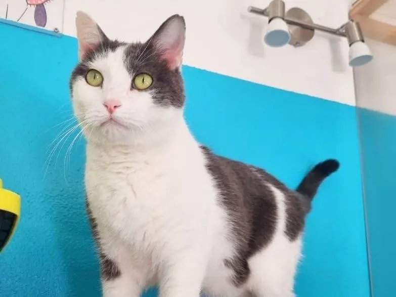 Adotta il gatto PACIOCCO a Cremona