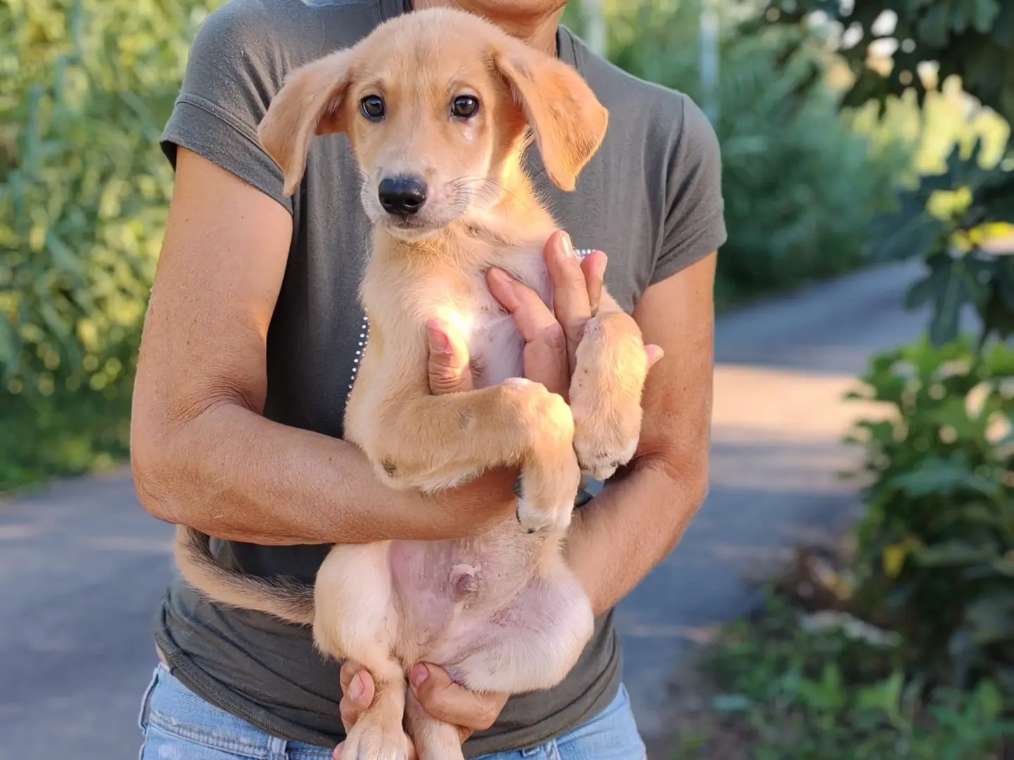 Adozione cane, maschio, Razza sconosciuta Razza sconosciuta, 1 anno e 3 mesi, taglia media contenuta, Cosenza