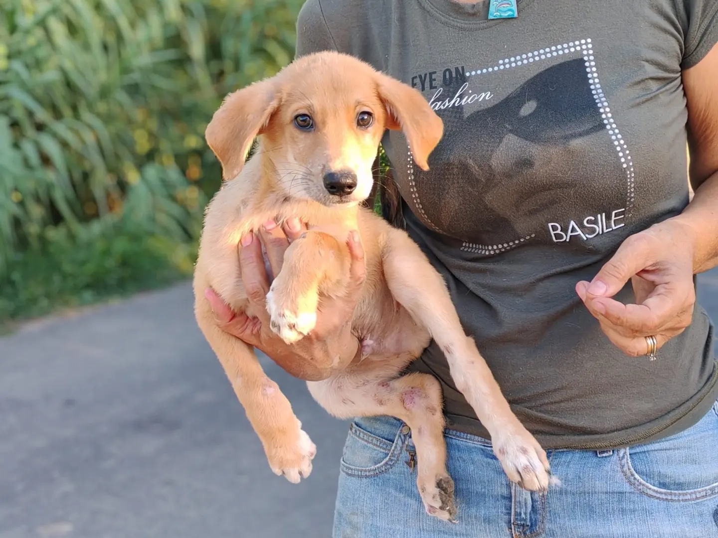 Adotta un cane, maschio, 1 anno e 3 mesi, Cosenza