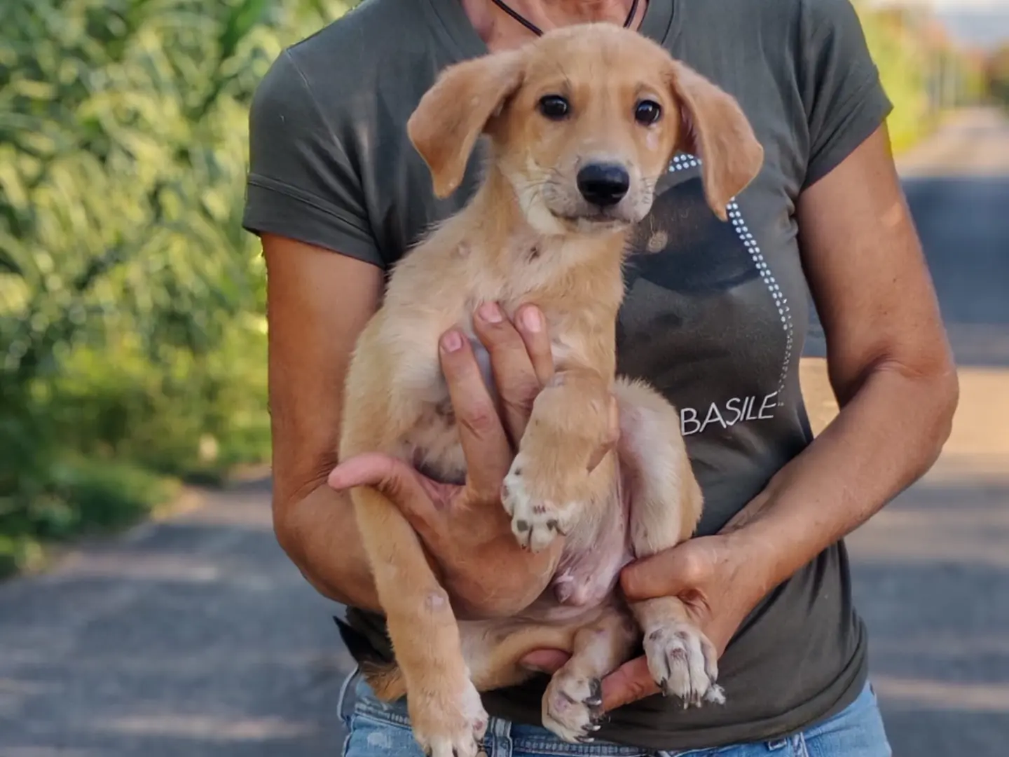 Adotta un cane, taglia media contenuta, maschio, Cosenza