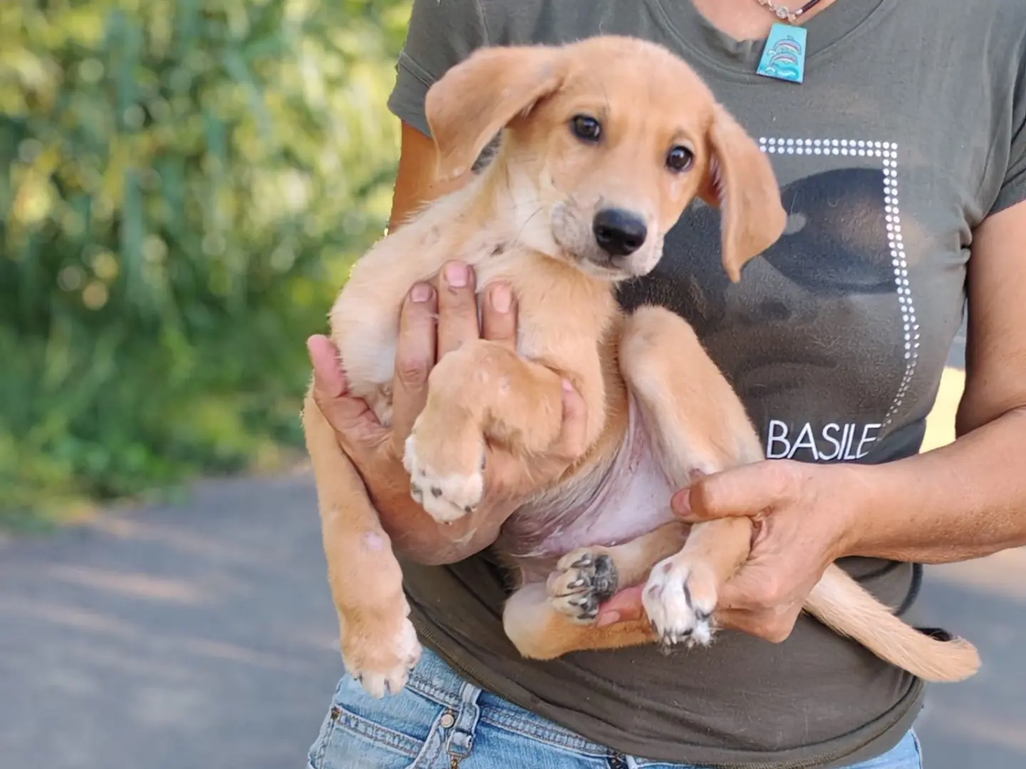 Vuoi adottare un cane a Cosenza?