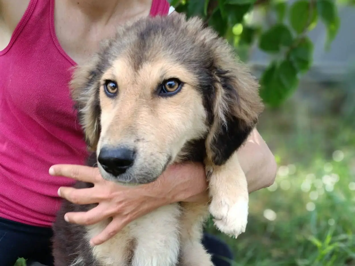 Adozione cane, maschio, Razza sconosciuta Razza sconosciuta, 1 anno e 8 mesi, taglia media, Siracusa