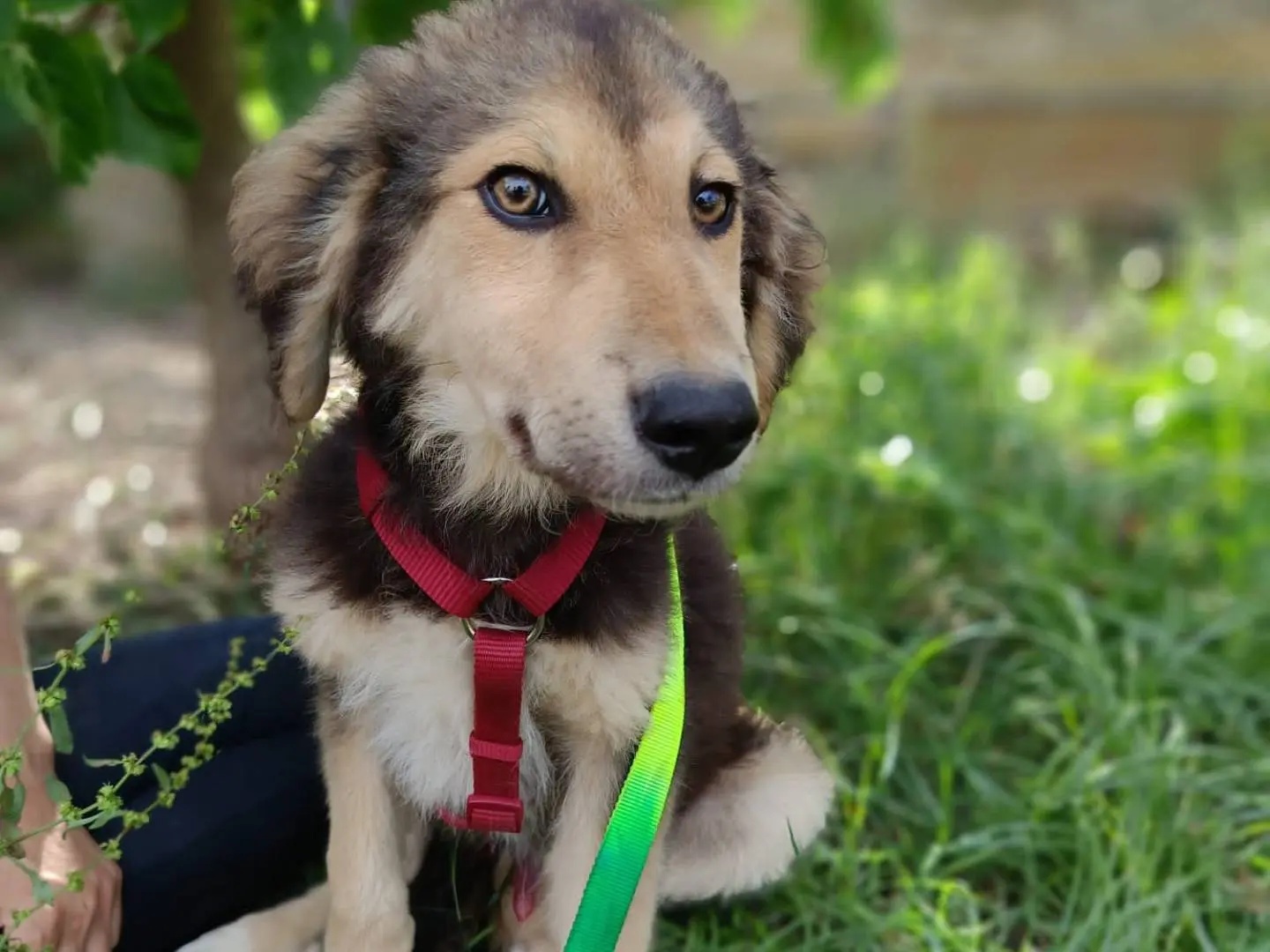 Adotta un cane, maschio, 1 anno e 8 mesi, Siracusa