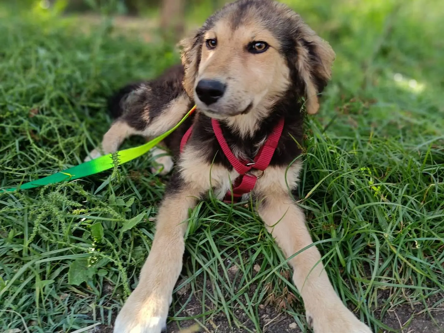 Adotta un cane, taglia media, maschio, Siracusa