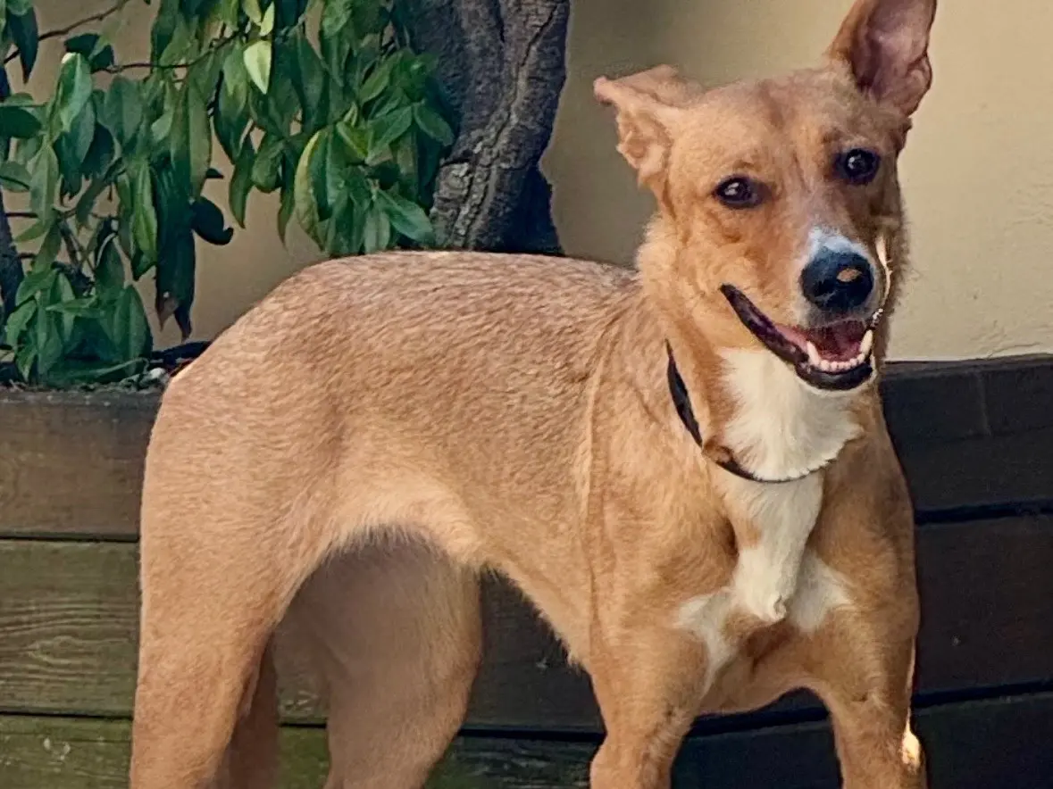 Adotta un cane, femmina, 1 anno e 4 mesi, Milano