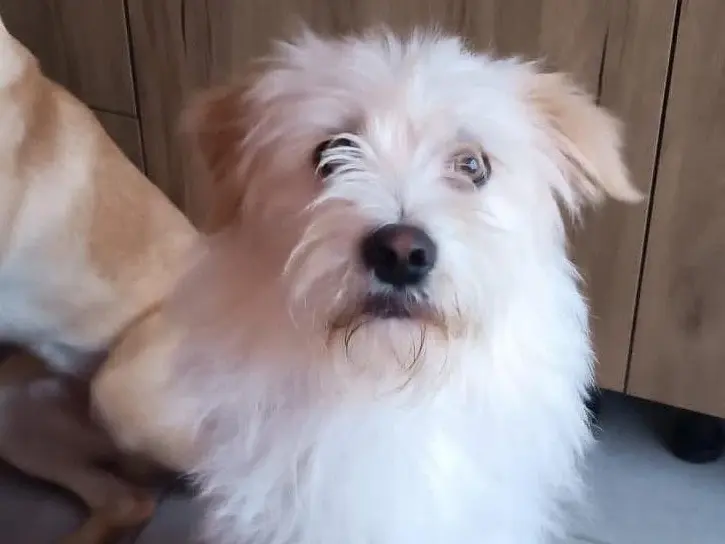 Adozione cane, maschio, Razza sconosciuta Razza sconosciuta, 3 anni e 5 mesi, taglia media contenuta, Caserta