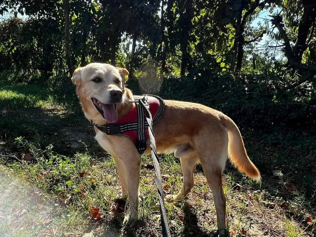 Adozione cane, maschio, meticcio, 11 anni e 9 mesi, taglia media contenuta, Napoli