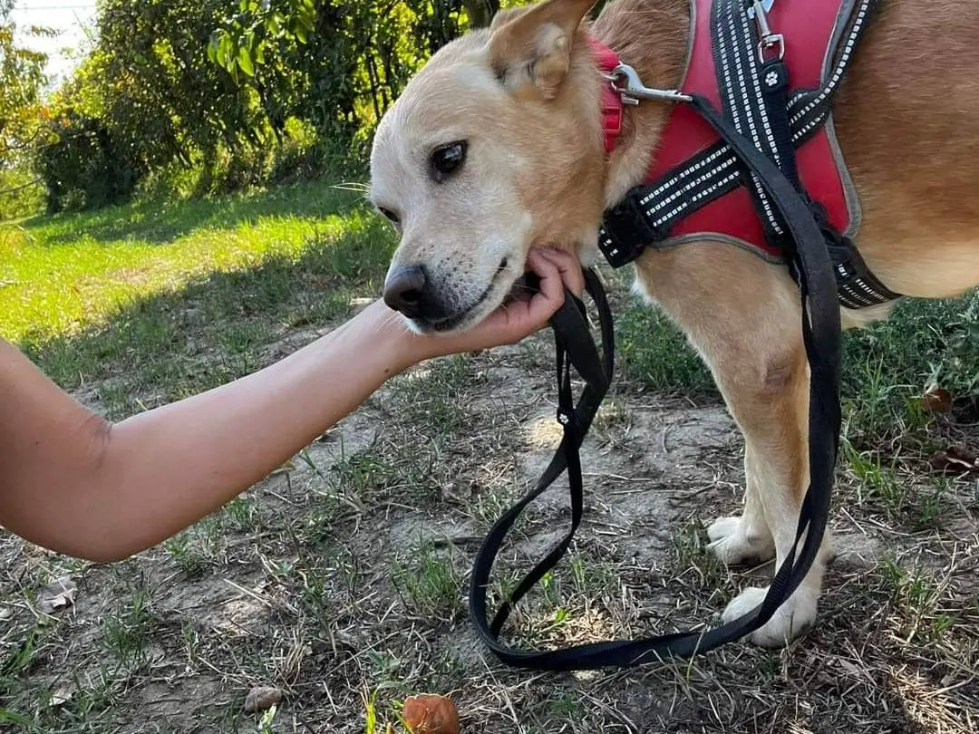 Adotta un cane, maschio, 11 anni e 9 mesi, Napoli