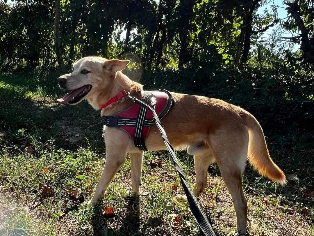 Adotta un cane, taglia media contenuta, maschio, Napoli