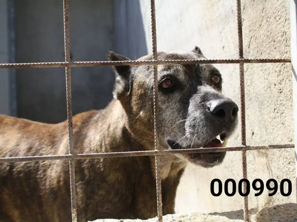 Adozione cane, maschio, Razza sconosciuta Razza sconosciuta, 10 anni e 3 mesi, taglia grande, Crotone