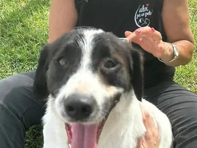 Adotta il cane ANTONY a Latina