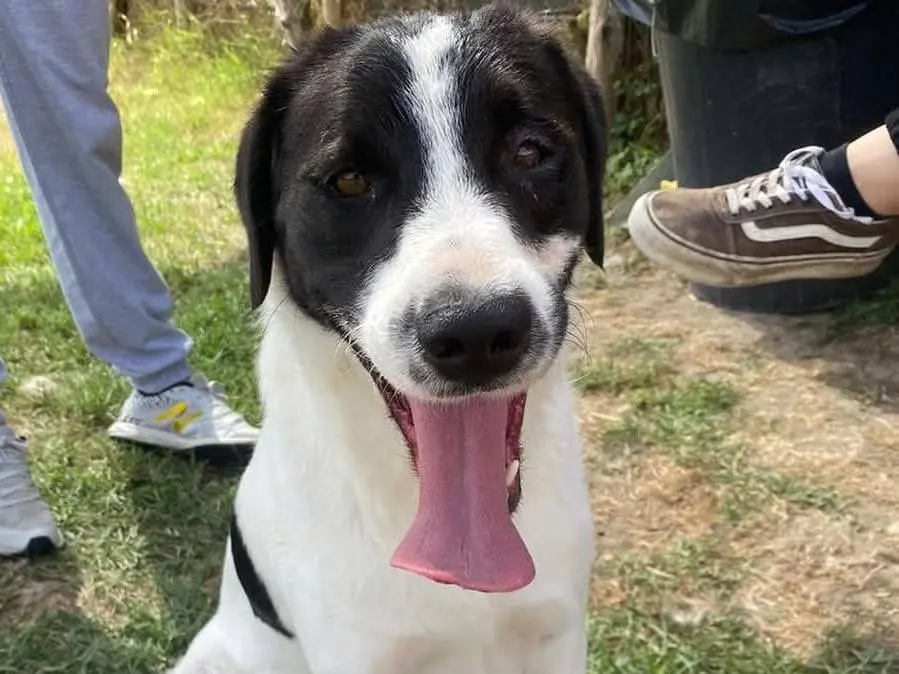 Adotta un cane, taglia media contenuta, maschio, Latina