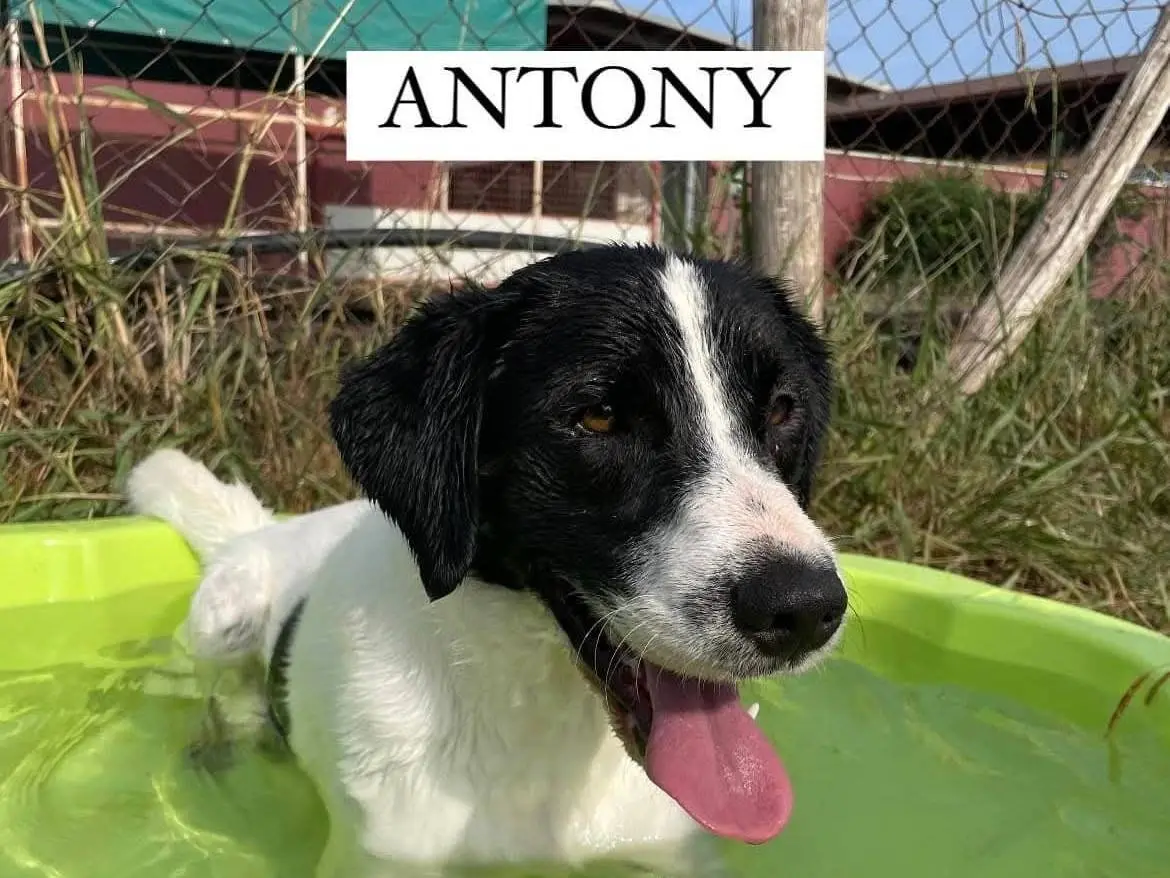 Adozione cane, maschio, Razza sconosciuta Razza sconosciuta, 3 anni e 4 mesi, taglia media contenuta, Latina
