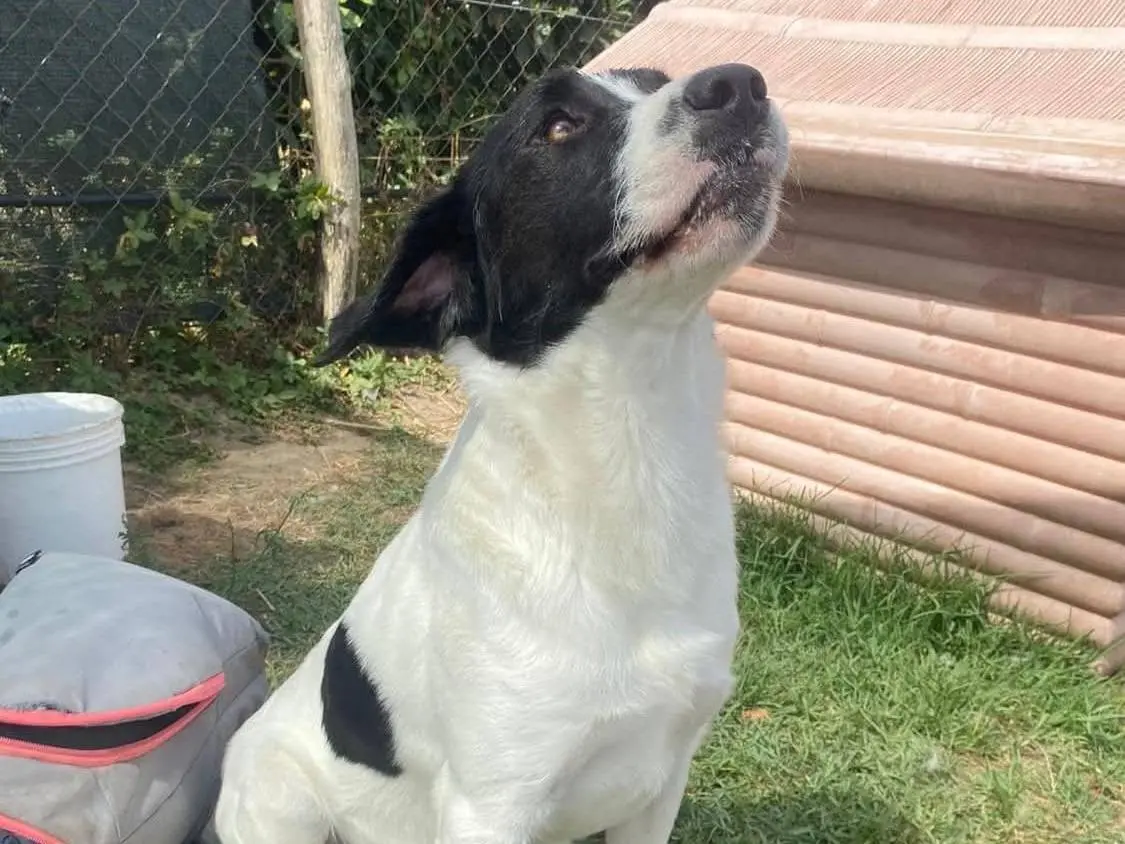 Adotta un cane, maschio, 3 anni e 4 mesi, Latina
