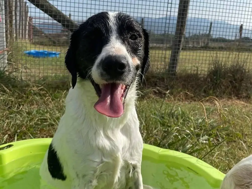 Vuoi adottare un cane a Latina?