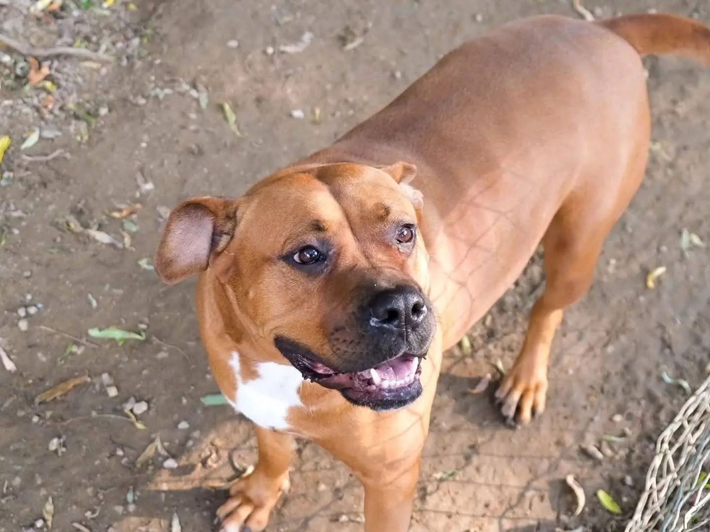 Adotta un cane, femmina, 4 anni, Torino