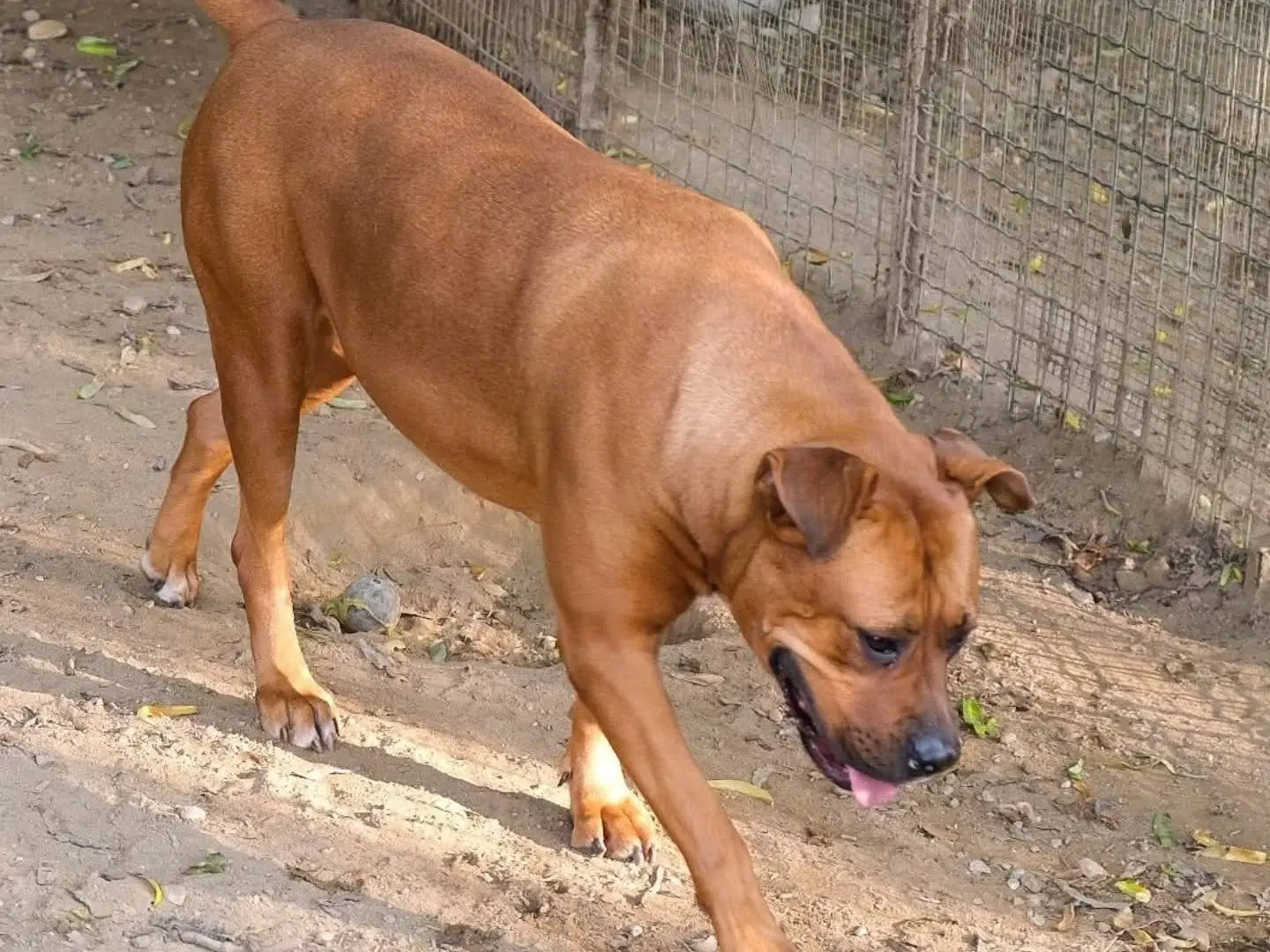 Adotta un cane, taglia gigante, femmina, Torino