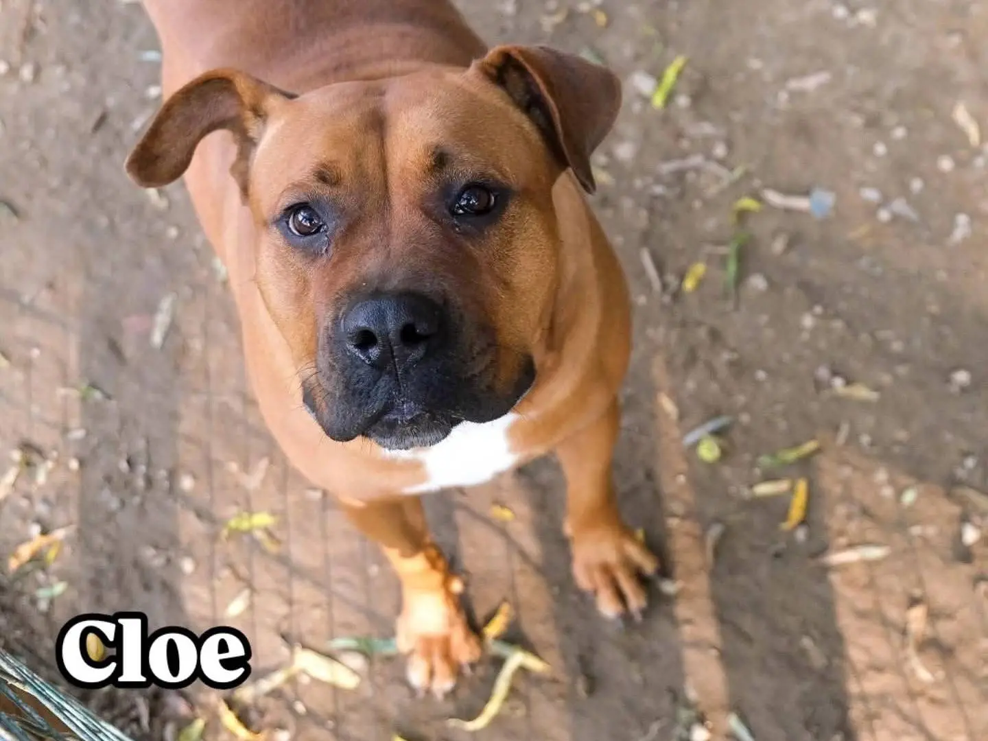 Adozione cane, femmina, Razza sconosciuta Razza sconosciuta, 4 anni, taglia gigante, Torino