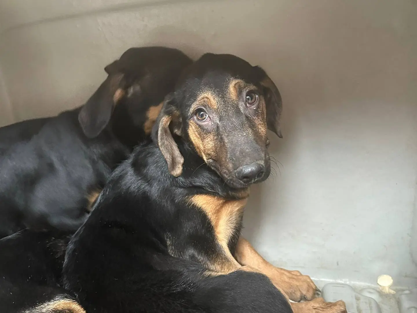Adozione cane, maschio, Segugio Razza sconosciuta, 7 mesi, taglia media, Avellino