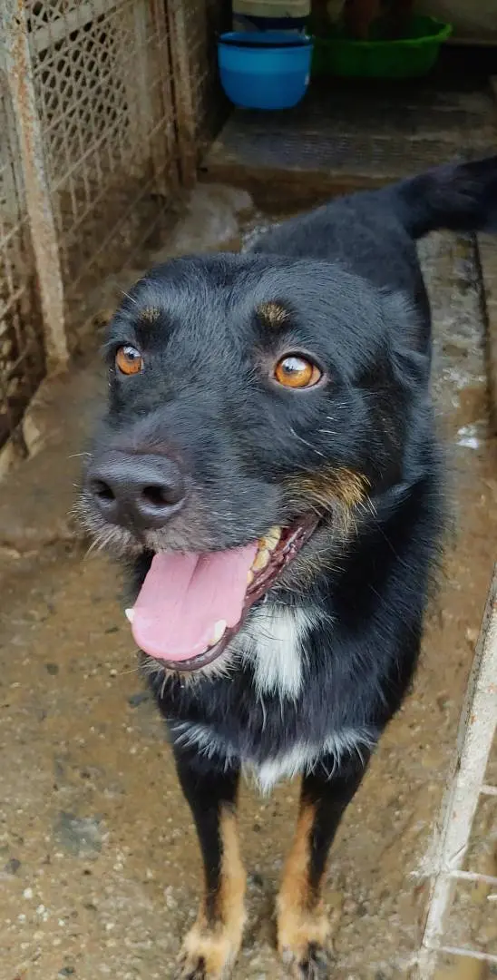 Vuoi adottare un cane a Messina?