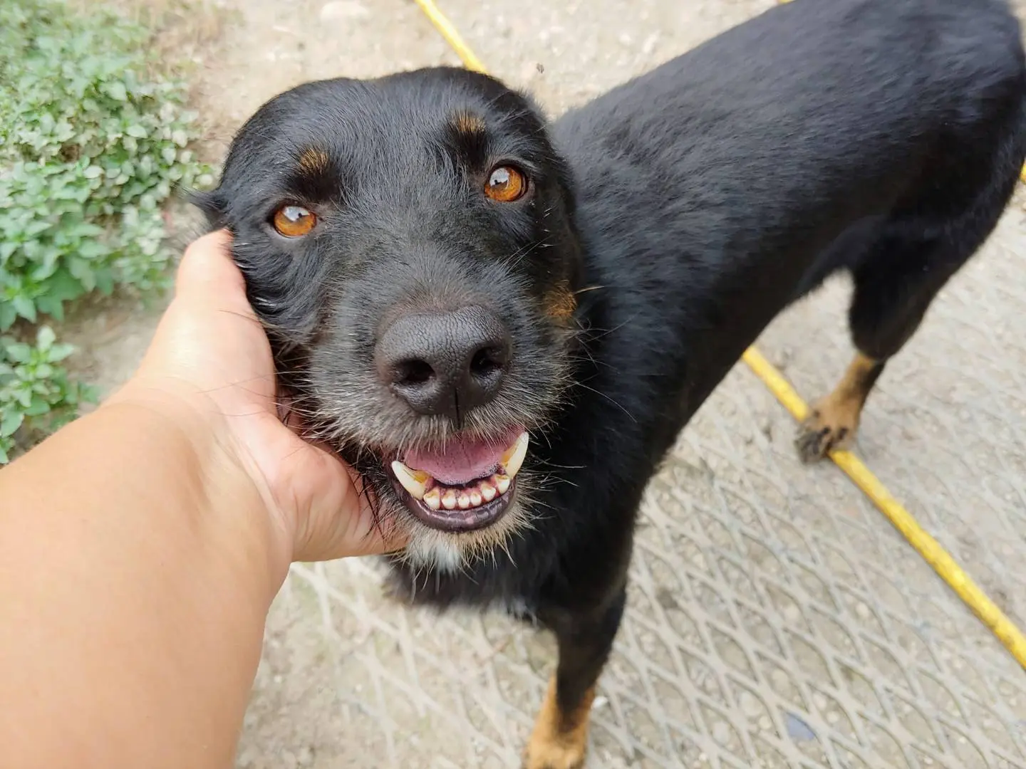 Adozione cane, maschio, meticcio, 9 anni e 9 mesi, taglia media, Messina